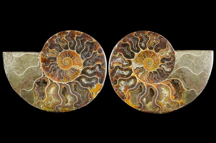 Sliced Ammonite Fossil - Agatized #114898